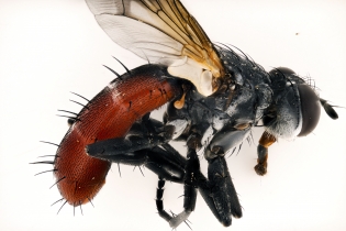 Focus Stacking - Insects_118