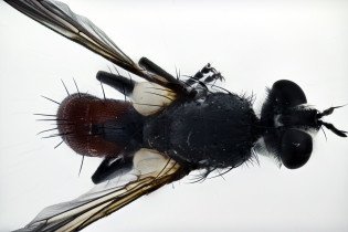 Focus Stacking - Insects_119
