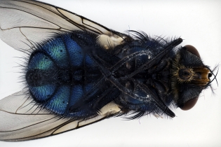 Focus Stacking - Insects_121