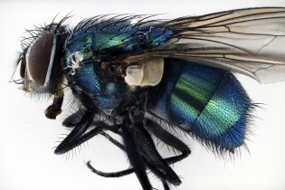 Focus Stacking - Insects_123