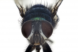 Focus Stacking - Insects_127