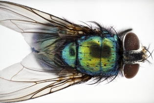Focus Stacking - Insects_128