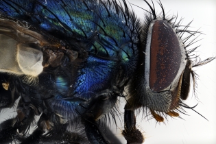 Focus Stacking - Insects_132