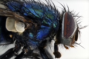 Focus Stacking