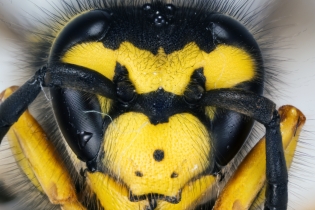 Focus Stacking - Insects_88