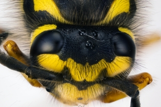 Focus Stacking - Insects_89