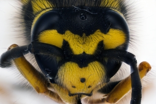 Focus Stacking - Insects_91