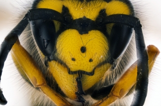 Focus Stacking - Insects_93