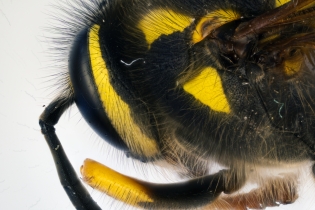 Focus Stacking - Insects_95