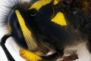 Focus Stacking - Insects_96