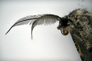 Focus Stacking - Insects_98