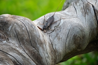 Focus Stacking_10