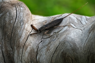 Focus Stacking_11