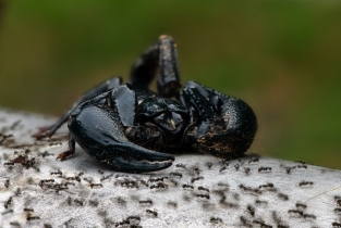 Focus Stacking_9