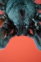 Spider_10