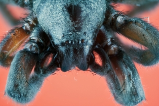 Spider_11