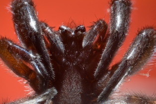 Spider_13
