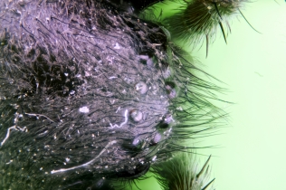 Spider_14