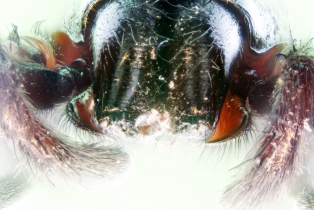 Spider_15