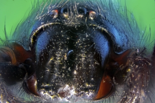 Spider_17