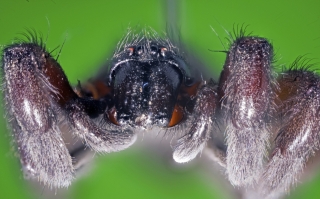 Spider_19