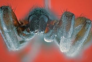 Spider_20