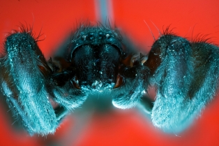 Spider_21