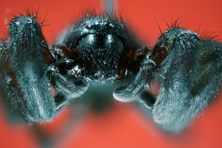 Spider_22