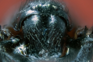 Spider_23