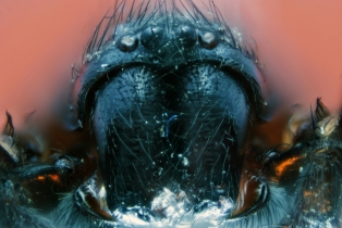 Spider_24