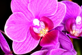 Focus Stacking_15