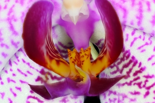 Focus Stacking_16