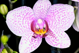 Focus Stacking_17
