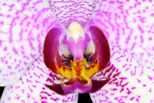 Focus Stacking_18