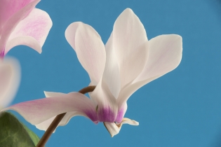 Focus Stacking (1)