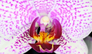 Focus Stacking_20