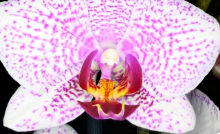 Focus Stacking_21