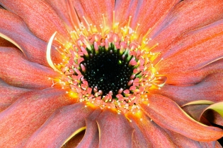 Flowers / Blumen