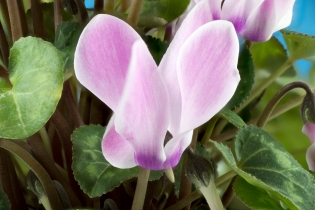 Focus Stacking (2)