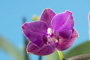 Focus Stacking (3)