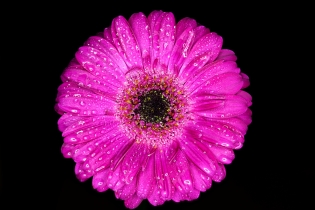 Focus Stacking_44