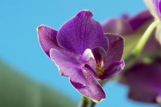 Focus Stacking (4)