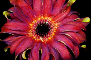 Focus Stacking_54