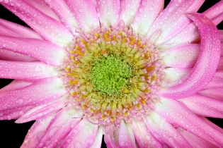 Focus Stacking_58