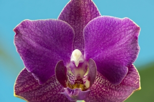 Focus Stacking (5)