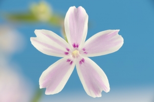 Focus Stacking (6)