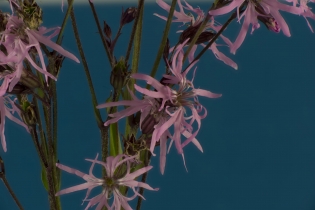 Focus Stacking (7)