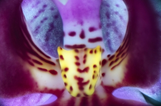 Focus Stacking_8
