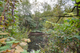 Bruchköbel (4)
