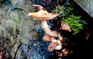Bruchköbel (10)